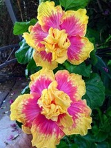 From US 20 Double Pink Yellow Hibiscus Seeds Hardy Flower Garden Exotic Perennia - £8.43 GBP
