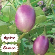 Thai Light Bulb Purple Eggplant Seed Gardening USA Shipping - $10.00