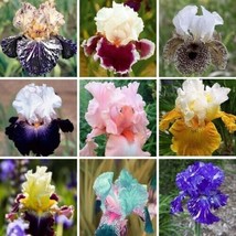 HS Iris Flower Seeds Garden Usa Seller Plants Bearded White Purple 20 Seeds / Ts - £6.43 GBP