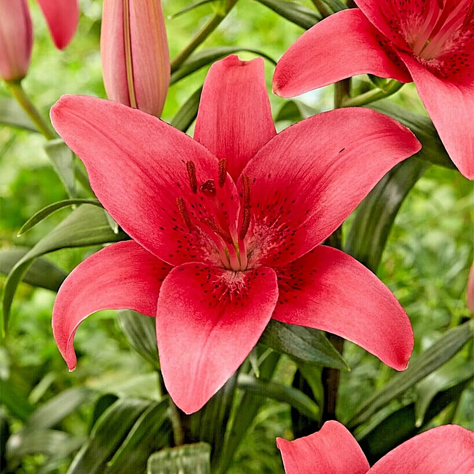 Pink County Asiatic Lily Flower Bulbs - £31.20 GBP