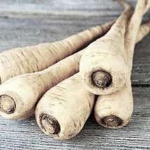 New Fresh USA Seller Parsnip Hollow Crown Parsnip Seeds - £6.16 GBP