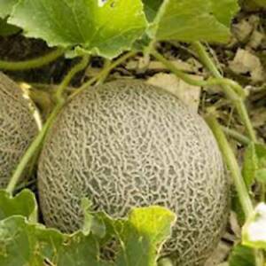 CLK Muskmelon Seed, Edisto 47 Sweet, Heirloom, Non Gmo, 25+ Seeds, Mellon - $2.99