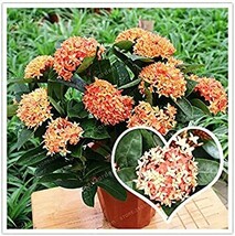 Fresh Seeds Hot Sale 100 Colorful Ixora Chinensis Plant Flower Bougainvillea You - £11.81 GBP