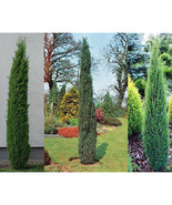 Pencil Point Juniper, 50 seeds - $12.29