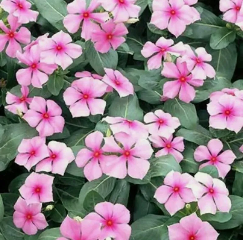 Pink Vinca Seeds, Pink Periwinkle Seeds, Non-Gmo Heirloom 20+  Seeds, USA - £6.71 GBP