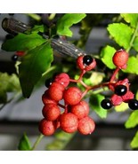 Szechuan Japanese pepper seeds Zanthoxylum piperitum  bungeanum pericarpium - $6.33+