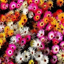 Daisy Ice Plant Livingstone Mix Dwarf 5 Groundcover Drought Tolerant 2000 Seeds - £7.92 GBP