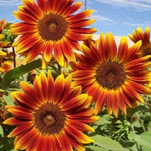 20 Little Becka Dwarf Sunflower Seeds Fresh Seeds USA Seller - $13.98