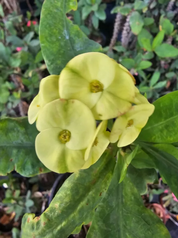 Green Yellow Crown Of Thorns 7&quot; Well Rooted Live Plant Big Flowers Euphorbia S_S - $21.74