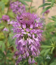 FA Store 200 Seeds Cleome Rocky Mountain Bee Plant Honey Bees Butterfly Host Pla - £7.91 GBP