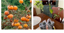 8-12&quot; Tall Live Potted Plants, 2 American Persimmon Trees - Diospyros virginiana - £72.95 GBP