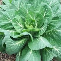 400+ Georgia Collard Seeds (Brassica Oleracea ) Vegetable Spring Fall Heirloom - £8.58 GBP