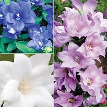 VP Platycodon Double Balloon Mixed Flower 100 Pure  Seeds Perennial/Ts - $5.59