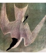 Gull Billed Tern Bird 1946 Color Art Print John James Audubon Nature DWV2J - $545.74 MXN