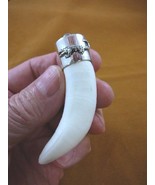 (G967-53) LARGE 3-3/8&quot; GATOR Alligator Tooth Teeth SILVER CAP gators Pen... - €212,00 EUR