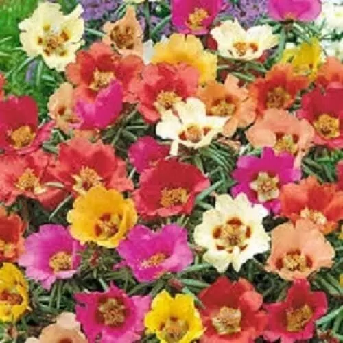 Organic Flower Seeds Purslane Large-Flowered Mix (Portulaca grandiflora) - £11.71 GBP