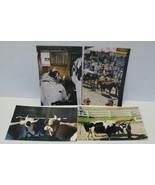 Lot 4 Color Photographs Cows Steers Boy Reading Farm Man Driving Steer C... - £7.44 GBP
