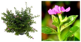 NEW ! Mexican Heather Plant - Cuphea hyssopifolia - Purple Blooms - 4&quot; Pot - £24.64 GBP