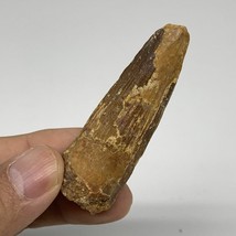 22.4g, 2.4&quot;X0.8&quot;x 0.6&quot;, Rare Natural Fossils Spinosaurus Tooth from Morocco, F31 - £25.10 GBP