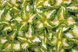 50+ Coleus &quot;&quot;Wizard Jade&quot;&quot; Shade Loving Flower Seeds Annual Great Gift - £7.75 GBP