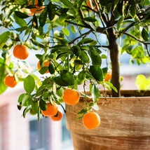 5 Seeds Satsuma Mandarin Tangerine Citrus Tree Fast Beauty With Heirloom Seeds - £14.43 GBP