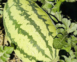 Jubilee Watermelon Seeds Heirloom Non Gmo Fresh Harvest Fs Fast Shipping - £7.22 GBP