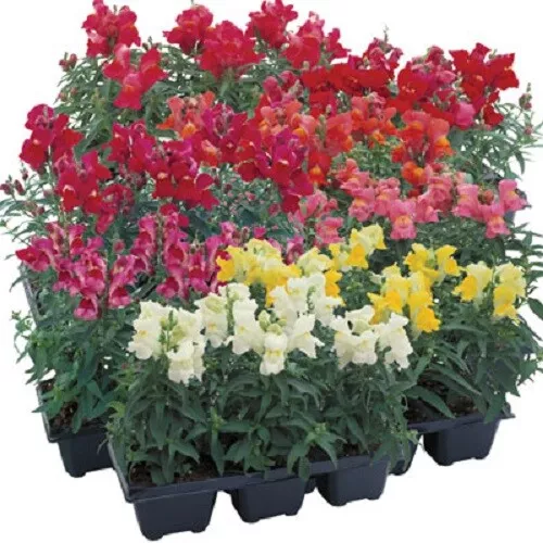 Snapdragon Seeds Floral Showers Mix 50 Seeds - £11.79 GBP