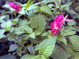 100 RED &amp; PINK SHRIMP Plant cuttings ~Attracts Pollinators - $147.76