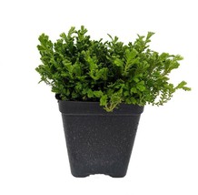 2.5&quot; Pot Green Spikemoss Selaginella Terrarium/Fairy Garden - £36.13 GBP