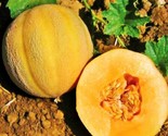 25 Minnesota Midget Cantaloupe Seeds Mini Melon Fruit Non Gmo Fast Shipping - $8.99