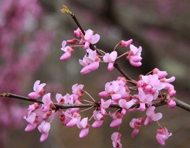 US Seller Free Shipping Cercis Canadensis Eastern Redbud 5 Seeds - $9.95