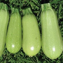 Fast Ship USA Seller 30 Seeds Summer Squash Grey Zucchini Seeds Organic - £7.78 GBP