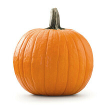 25 Jack O&#39; Lantern Pumpkin Seeds Planting Fresh Seeds - $9.86