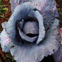 Cabbage Seed, Red Acre, Heirloom, Organic, Non Gmo, 500 Seeds, Cabage, Cabbages - £5.52 GBP