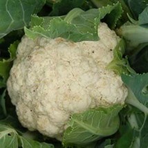 ArfanJaya Cauliflower- Snowball- 100 Seeds - - £6.80 GBP