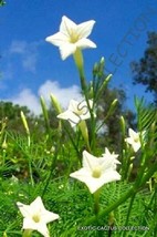 WHITE CYPRESS VINE ipomoea quamoclit @j@ morning glory star flower seed 15 seeds - $8.99