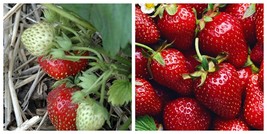 Strawberry Quinalt Everbearing Edible Strawberry 3.5” pot, well rooted p... - $51.99