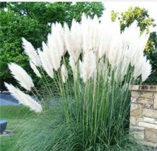 10 Seeds White Pampas Grass Perennial Ornamental Flower Heirloom Seeds Fast Grow - $8.35