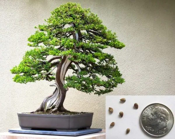 Fresh Bonsai Juniper Tree Seeds For Planting 10+ Seeds Highly Prized For Bonsai  - £18.42 GBP