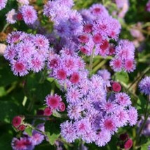 50 Seeds Purple Tycoon Ageratum Heirloom Seeds Sprout Fast Impress - $8.35