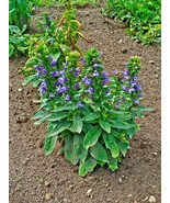 Fresh 301+ Great Blue Lobelia Seeds Native Wildflower Poor Soils Shade H... - £5.11 GBP