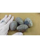 tn-19-7) 4 large natural Tagua Nut whole nuts craft Carving Dried plain ... - $458.41 MXN