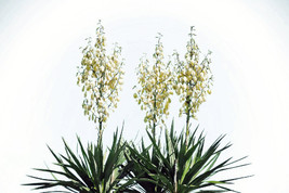 Semilir 19 Yucca Glauca Soapweed Flower Seeds Perennial A Soap Making Aloe Free  - £6.56 GBP