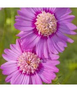 200+ Pink Popsocks Cosmos Seeds for Garden Planting  - €2,60 EUR