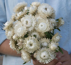 Vintage White Strawflower Flower 50 Seeds US Seller - £6.38 GBP