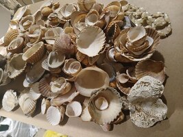 Item image 1 image 1