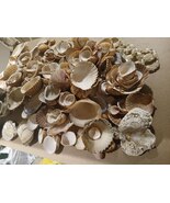 Large Assorted Natural Sea Shells & Coral Lot - $50.00