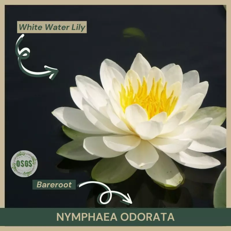 Bareroot Nymphaea odorata White Water Lily Plant Fully Grown - $23.44