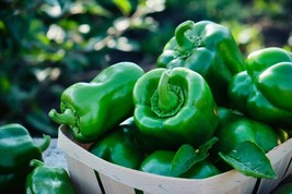 100 California Wonder Bell Pepper Seeds - Non-GMO  - $3.91