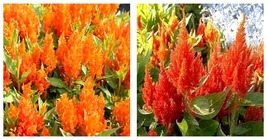 50 Seeds Celosia -Plumosa Glitters- Orange Seeds Fresh Seeds - $21.99